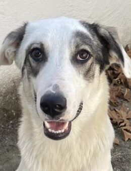 Younis, geb. ca. 02/2023, Griechenland - Markdorf