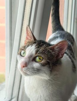 ✨🐾Traumkatze Gloria🐾✨ - Eislingen (Fils)