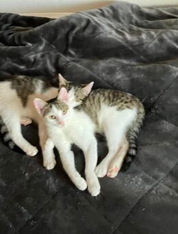 Kätzchen sucht Zuhause - Schiltach