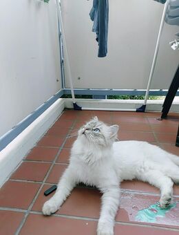 Katze - Ludwigshafen (Rhein)