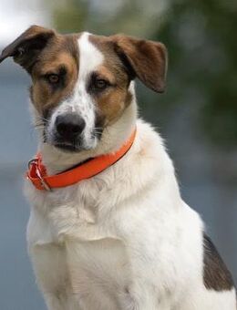 Sozialer Mario sucht aktives Zuhause - Duisburg