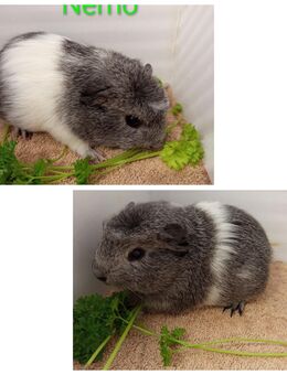 Meerschweinchen Böcke - Bremervörde