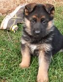 Ich verkaufe sehr schöne schwarz-braune DSH-Welpen in 06667