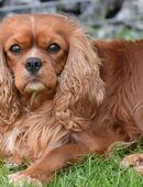 Erwachsene Cavalier King Charles Hündin in 89349