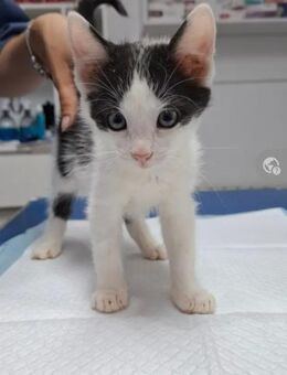 Zeus Verspieltes Kitten sucht Zuhause - Unterföhring