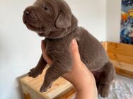 Reinrassige Labrador Welpen Showlinie - Bad Wildungen