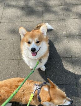 Welsh Corgi Pembroke DECKRÜDE - Boos (Bayern)