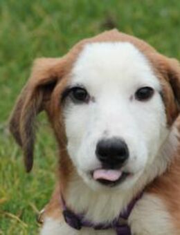 Emrina unsere kleine Schönheit - Hagen (Stadt der FernUniversität)