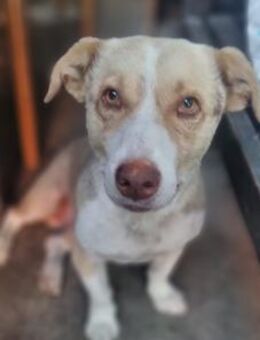 BRUNO -freundlicher, lieber Rüde - Velbert