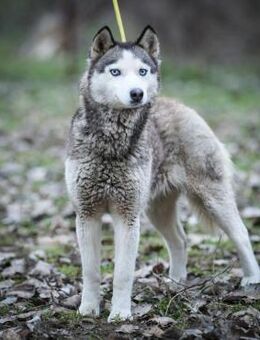 Sophie, vorsichtige Huskymixhündin, ca. - Vaterstetten