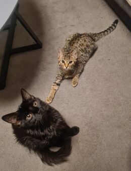 Türkische Angora - Koblenz