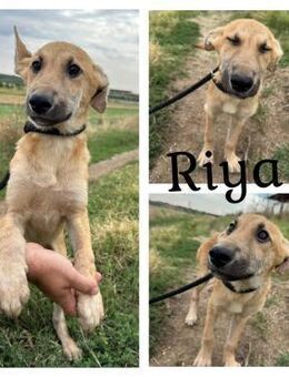 Riya möchte nicht mehr einsam sein - Bissingen