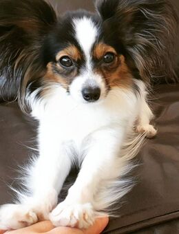 Weiblicher Papillon welpe - Lingen (Ems)
