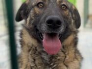 💚 Charmanter Junghund Eroll 🐾 - Eislingen (Fils)