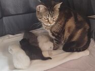 Heilige Birma/Perser Mix Kitten, zuckersüße Katzenbabys - Heinsberg Zentrum