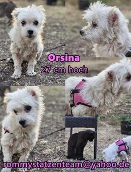 Orsina sollte ihr Leben verlieren - Schafflund