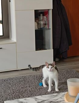 Daisy sucht ein liebevolles Zuhause - Krefeld