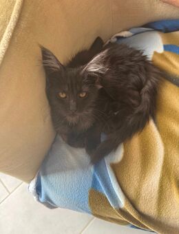 Maine coon Weibchen XXL - Essen