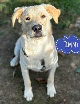 Timmy ein Familienhund - Flörsheim-Dalsheim