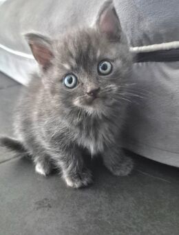 Bkh Kitten - Waldbröl