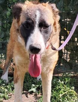 💛Ausreise geplatzt - Krista💛PS gesucht - Eislingen (Fils)