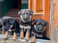 Schäferhundwelpen in liebevolle Hände abzugeben