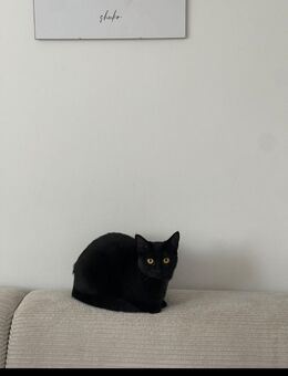 Liebe katze in liebevolle hände - Köln