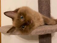 Reinrassige Ragdoll Kitten Auszugsbereit - Dingolfing