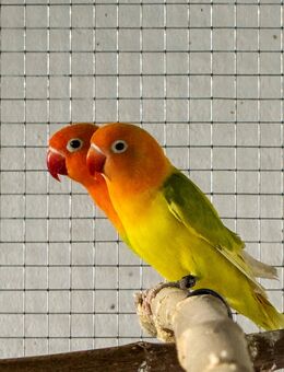 Ein Paar Pfirsichköpfchen (Agapornis fischeri) von 2025 - Möckern Pabsdorf