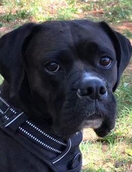 BLACK ABBY - clever&verschmust - Betzenstein