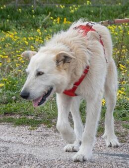 Obelix hatte viel Pech im Leben - Brunstorf
