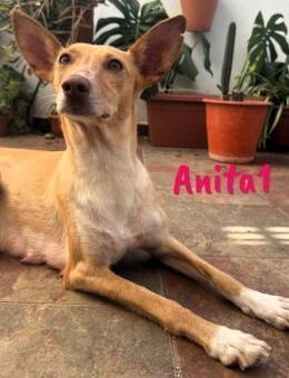 Anita1 zutrauliche liebe Podenca 5/22 ES - Ruppertsecken