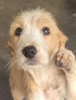 ZORRO sucht Familienanschluss - Gefrees