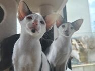 Orientalisch kurzhaar Kitten - Großmehring
