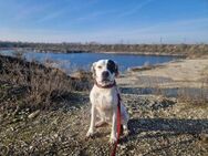 Dogo Liebhaber gesucht 🐕 - Schönebeck (Elbe)