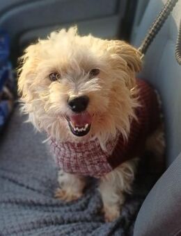 🐶 CHRISO sucht sein Zuhause für immer! - Ludwigshafen (Rhein)