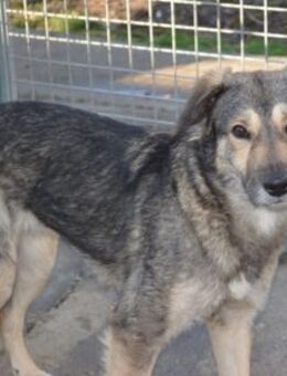 Lori, ca. 48cm, lieb und aktiv... - Grimburg