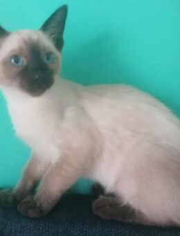Nur ein Männlicher, Reinrassiger Siam Kitten - München Milbertshofen-Am Hart