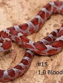 Kornnatter Jungtiere 2025 Bloodred - Hohnstorf (Elbe)