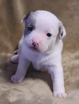New English Bulldog mix Bärchen - Ballenstedt