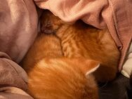 Kitten suchen liebevolles Zuhause - Elmshorn