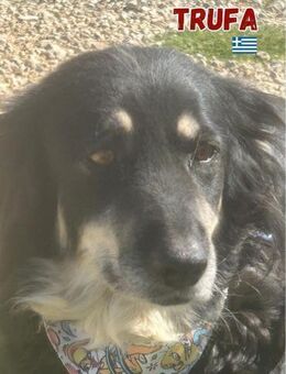 Trufa - sozial und schüchtern - Heppenheim (Bergstraße)