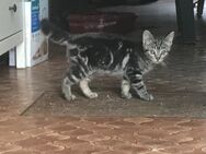 Bengal Kitten Mix Babykatze - Bad Salzuflen Papenhausen