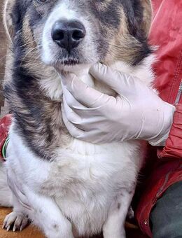 Junghund Freddy ist verzweifelt - Koblenz