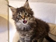 Maine Coon Kitten - Nienburg (Weser)