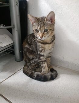 Baby Katze (weiblich) Siam mix - Dorsten
