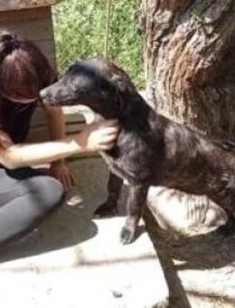 Moritz 38 cm - Alpenrod