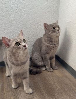 Katzen paare anzugeben Balu und Boenty🥰 - Mannheim