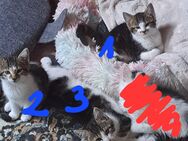 Babykatzen - Leutkirch (Allgäu) Zentrum