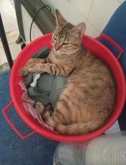 Goldige Suzana sucht ihre Familie - Margetshöchheim